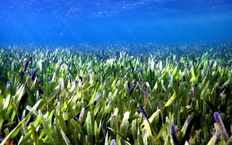 Posidonia australis - Twitter Search _ Twitter.jpg