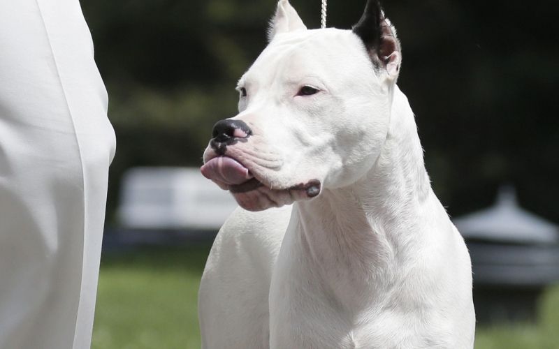 argentinska doga.jpg