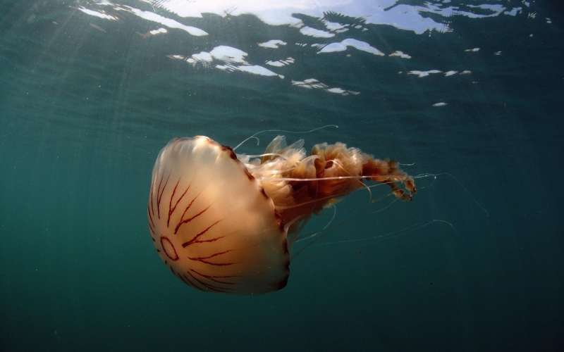 chrysaora-hysoscella, kompasna-meduza