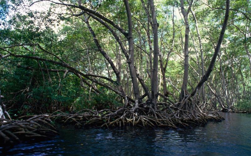 mangrove, močvirje