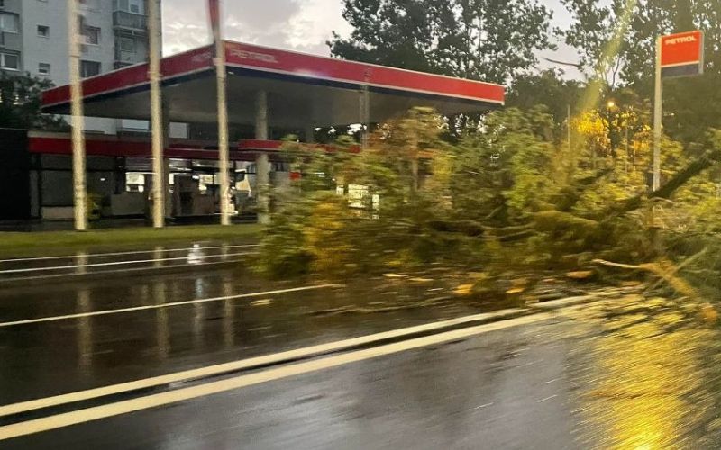 drevo, dunajska cesta.jpg
