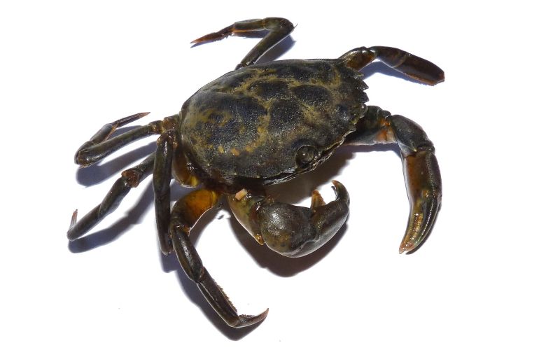 crab-gc472db92a_1920.jpg