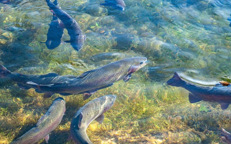 trout-ga93d5935f_1920.jpg
