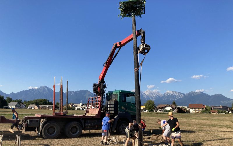 postavljanje genezda