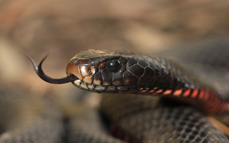 Red-bellied_Black_Snake,_Awabakal.jpg
