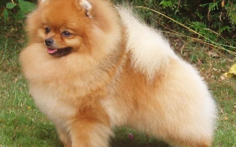 Pomeranian.jpg