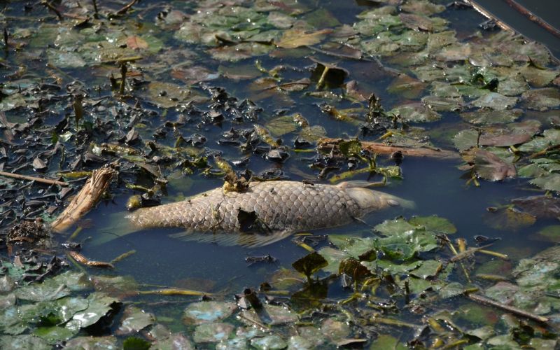 ledavsko jezero.jpg