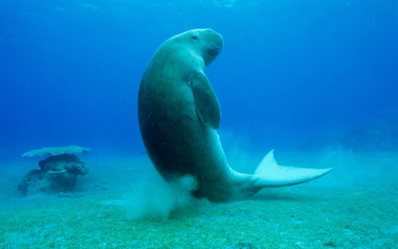 dugong3.jpg
