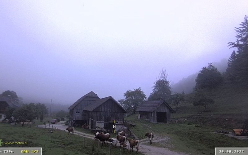 krave, logarska, megla.jpg