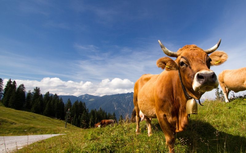 krava, pašnik, alpe.jpg