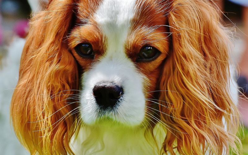 dog-g51e209fbd_1920.jpg