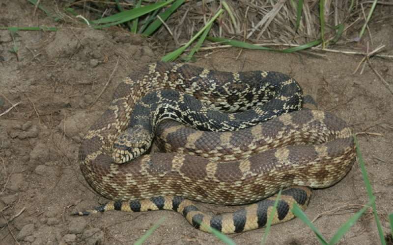 Pituophis_catenifer_sayi_007.jpg