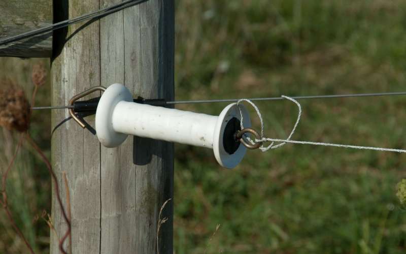 električni pastir