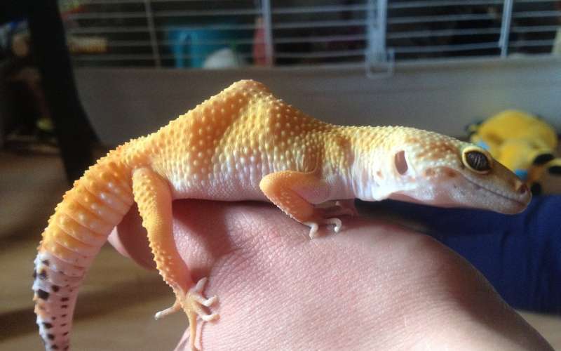 leopard-gecko-g728f1225d_1920.jpg