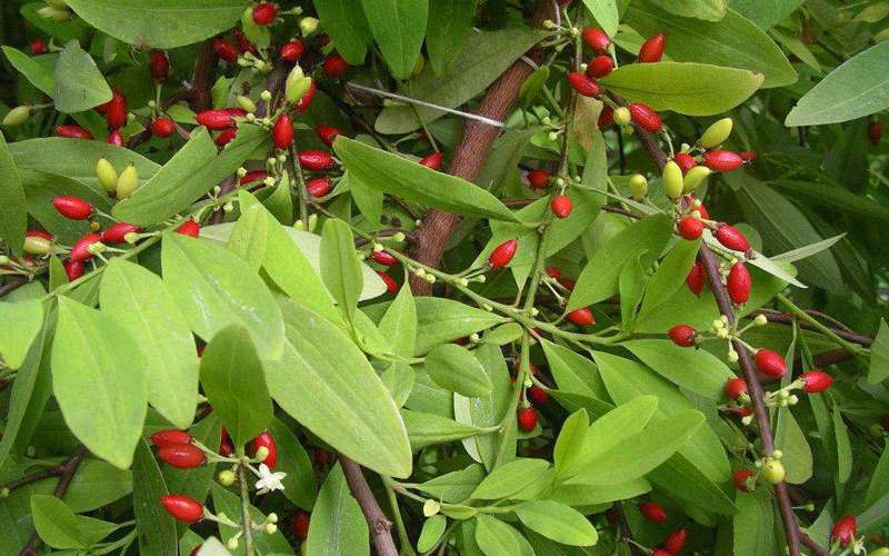 Erythroxylum_novogranatense_var._Novogranatense_(retouched).jpg