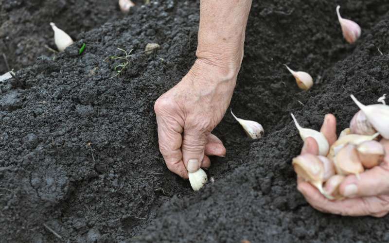 projekt-reševanje-slovenskega-semenskega-materiala