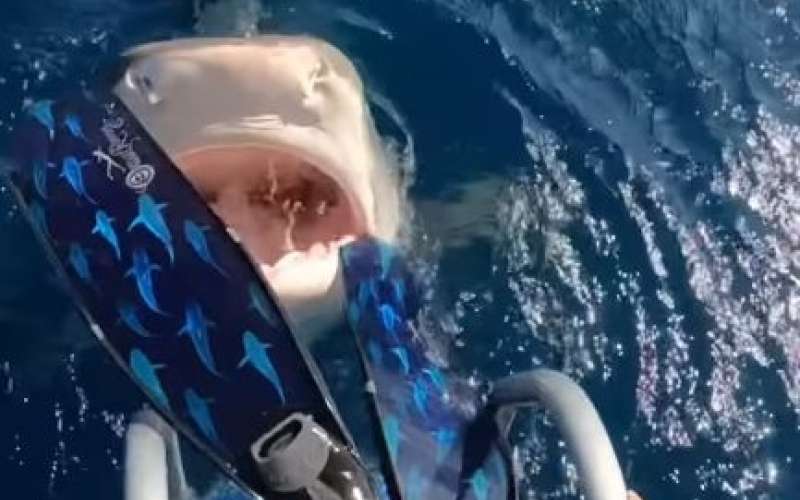 tigrasti morski pes, ocean ramsey.jpg