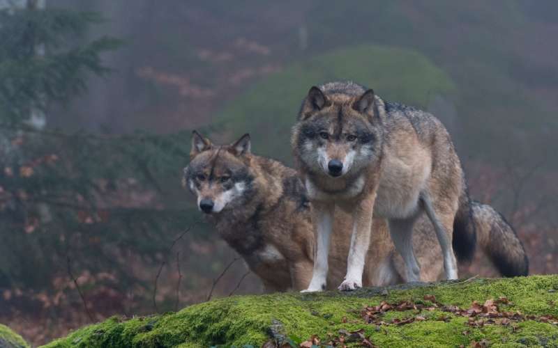 volk, volkovi