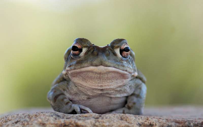 The Sonoran desert Toad .jpg