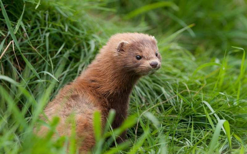 mink, nerc