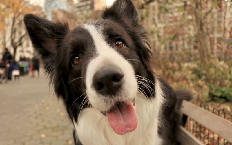 dog-g615527448_1920.jpg