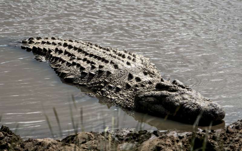 Krokodil.jpg