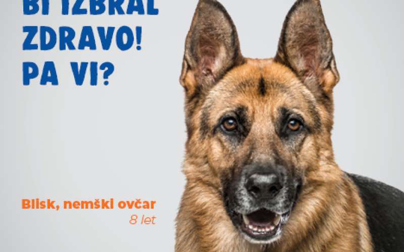 Siol_mobile_468x468px_nemski ovcar.jpg