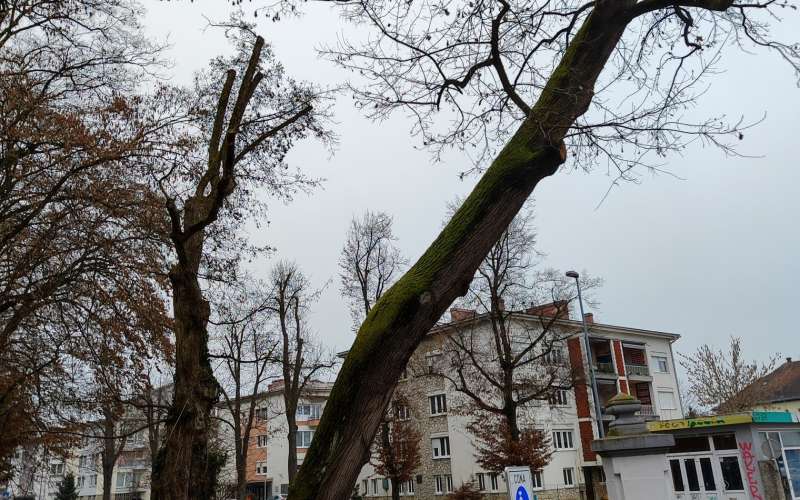 mestni park, odstranitev dreves