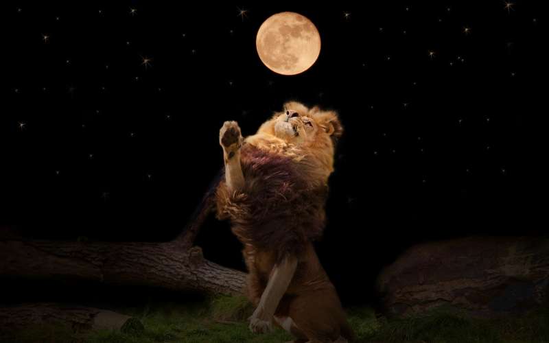 polna luna