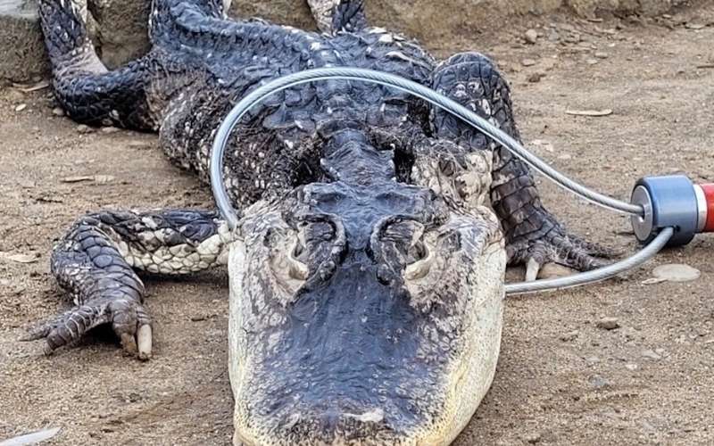 aligator, brooklyn-prospect-park