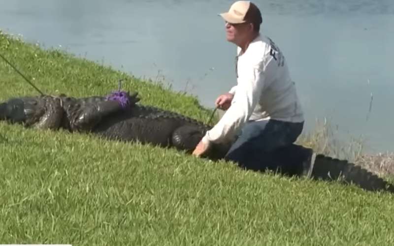 aligator.jpg