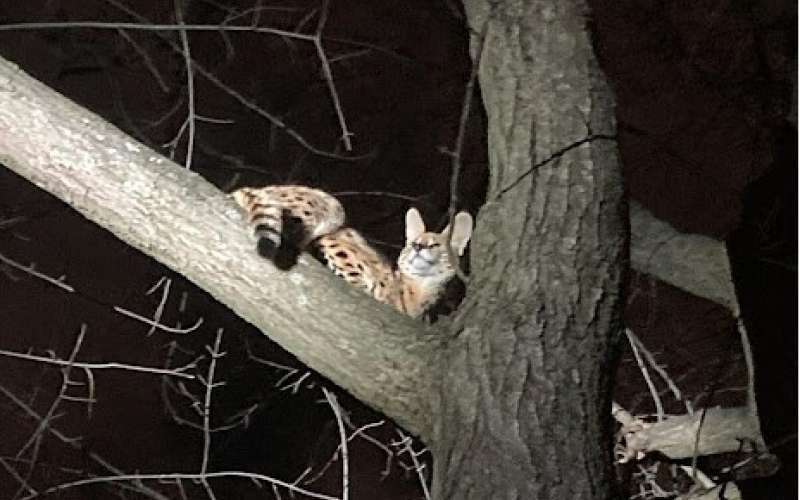 serval.jpg