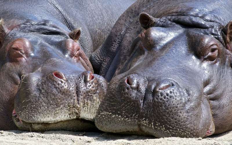 hippo-783522_1920.jpg