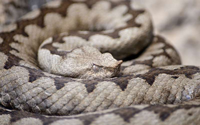 horned-viper-1329241_1920.jpg