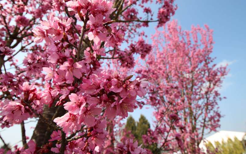 prunus-collingwood-ingram-2.jpg