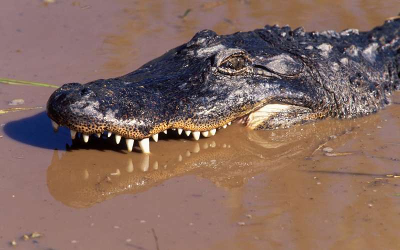 aligator
