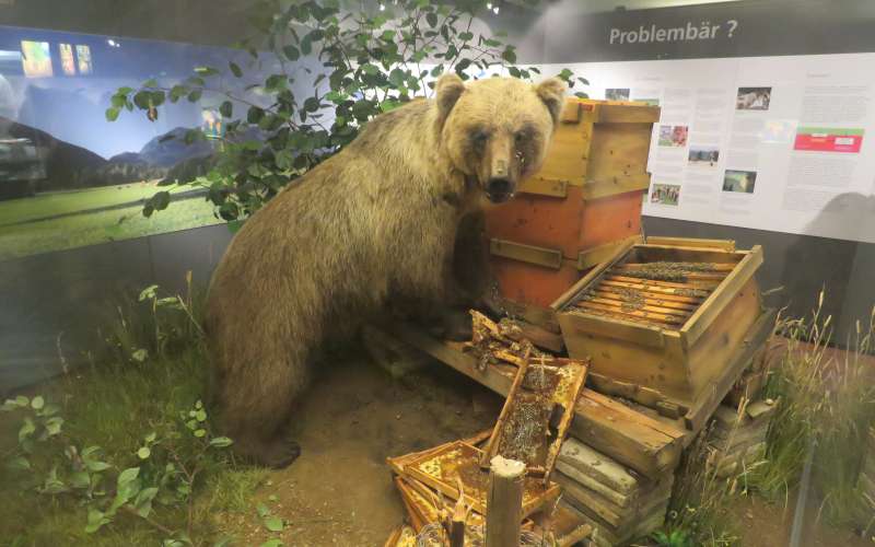 JJ1_(Bruno)_im_Museum_Mensch_und_Natur_002.jpg