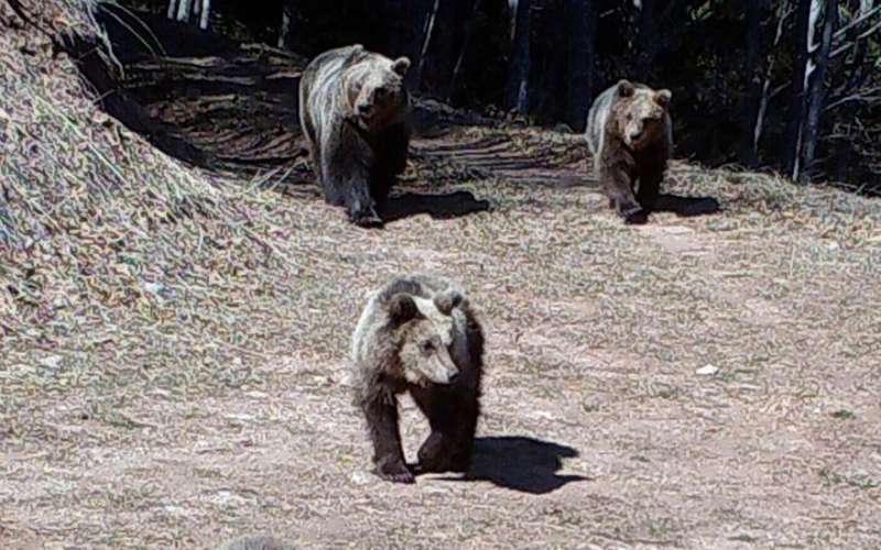 gaja, medved, mladiči.jpg