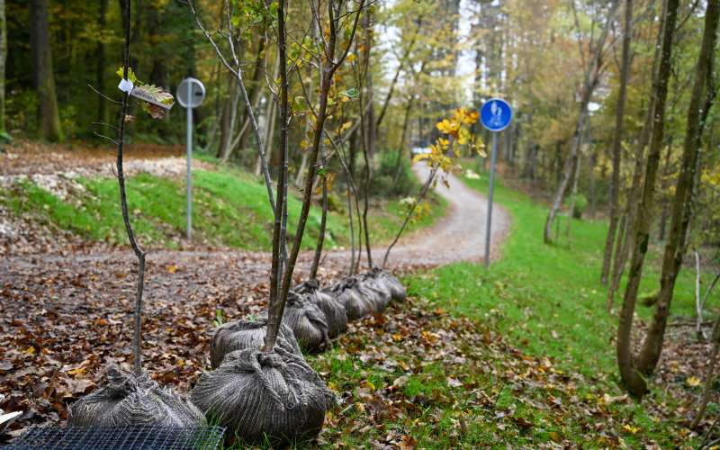 _pogozdovanje_portoval__1_.jpg