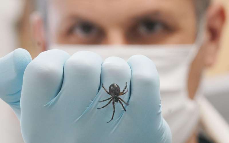 pajek lažna črna vdova Steadota nobilis
