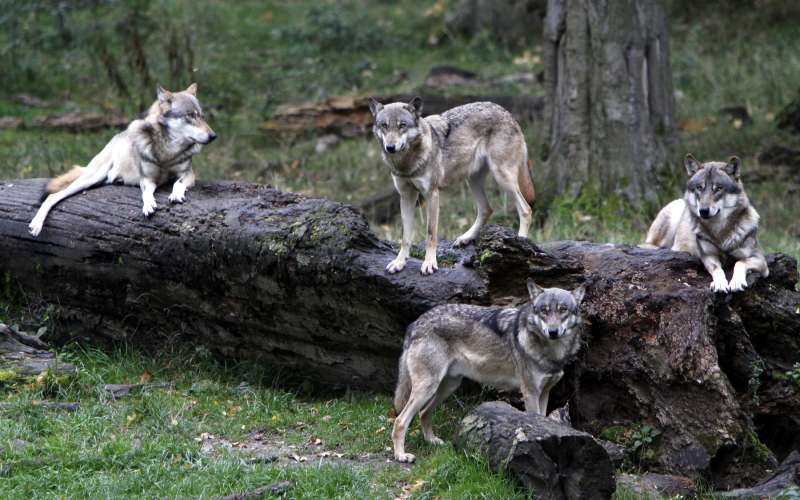 volk, volkovi