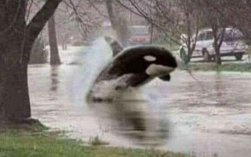 _orka.jpg