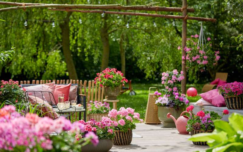 bivanje3 2023_Geraniums_1000_Joyous_Summer_Moments_06.jpg