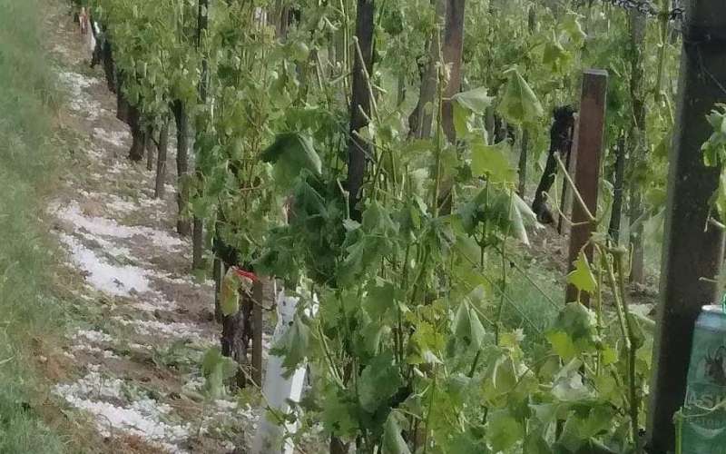 vinograd.jpg
