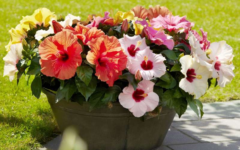 hibiskus