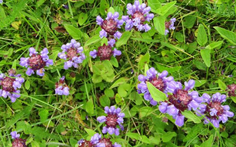 prunella-vulgaris, črnoglavka