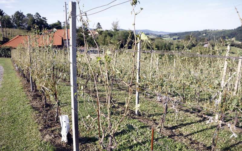 neurje, brežice, robert-golob