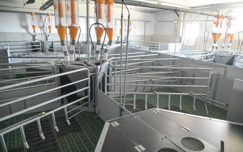 prašičja-farma-kmetija-ljutomerčan, cven, prašičereja, kmetijstvo