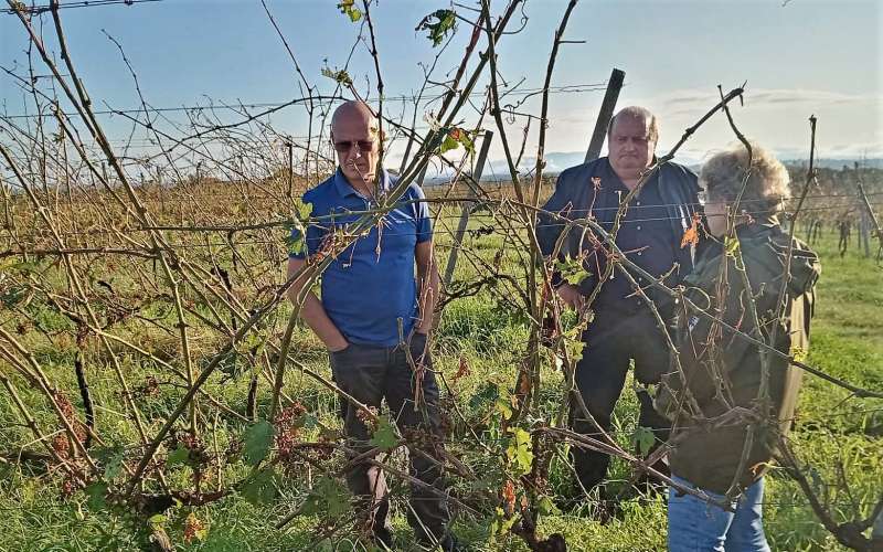vinograd, toča, irena-šinko
