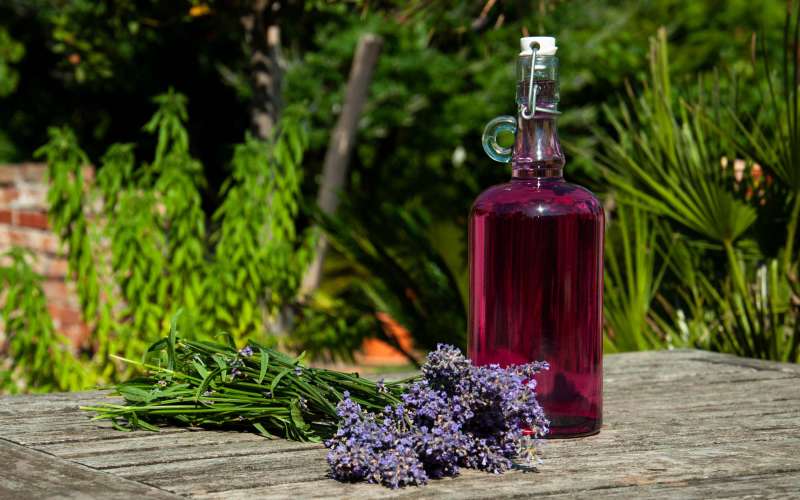 sivka, lavanda, lavandula